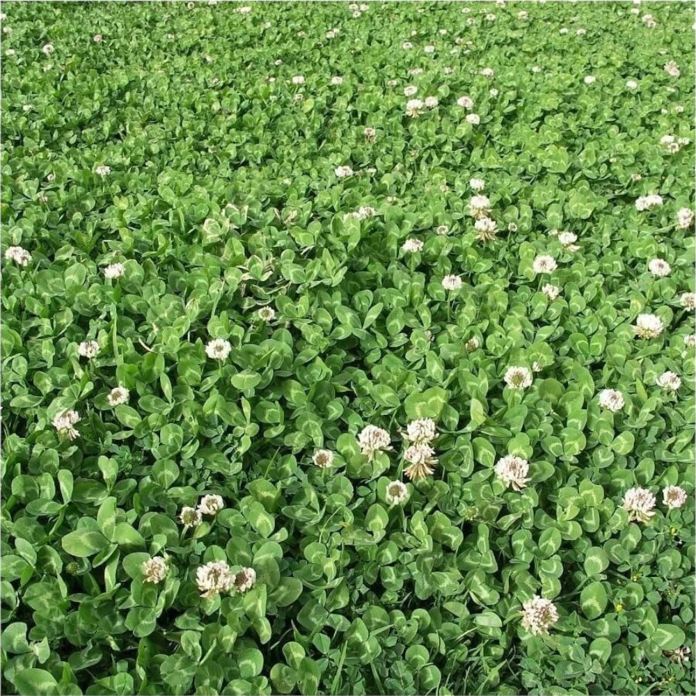 Сидерат Клевер белый Эль-Эрба 1 кг