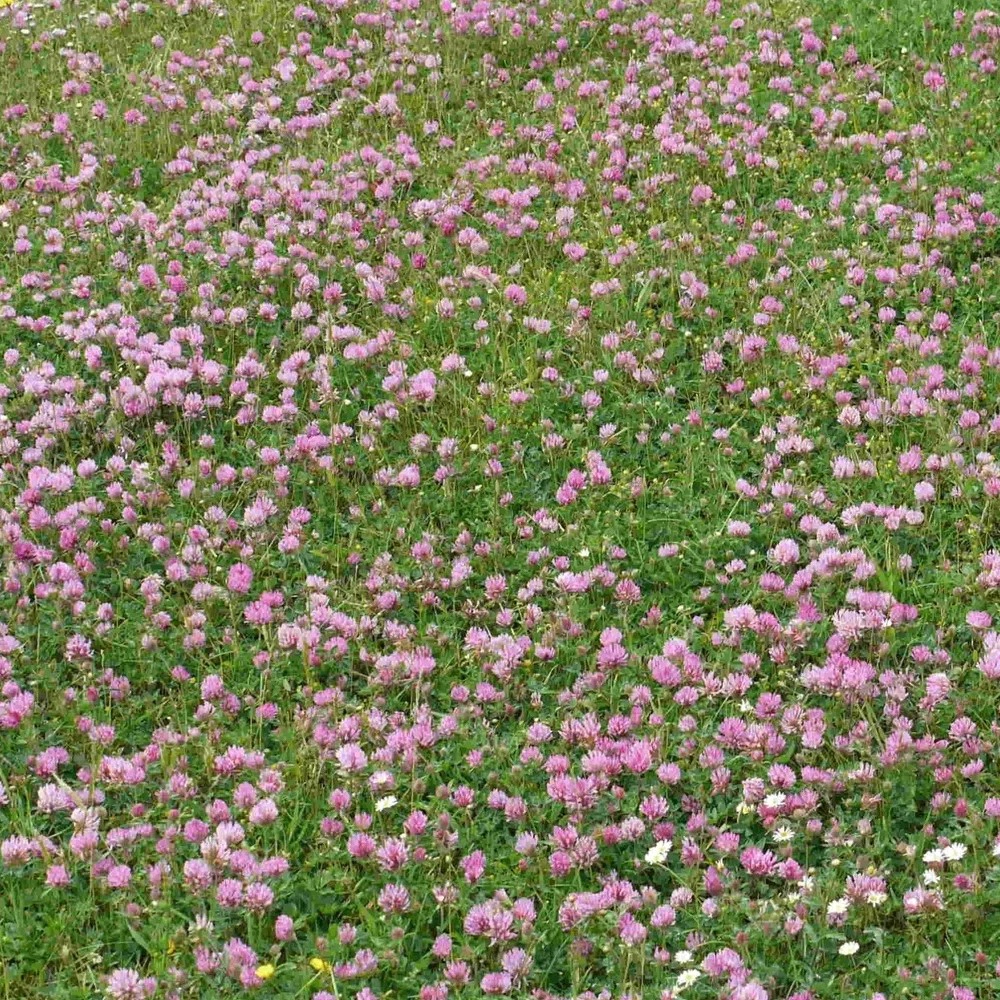 Сидерат Красный клевер Эль-Эрба 1 кг