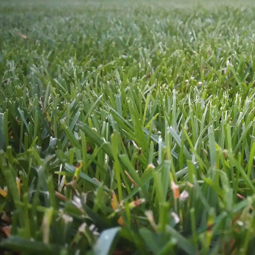 Семена газонной травы Райграс итальянский Эль-Эрба 1 кг