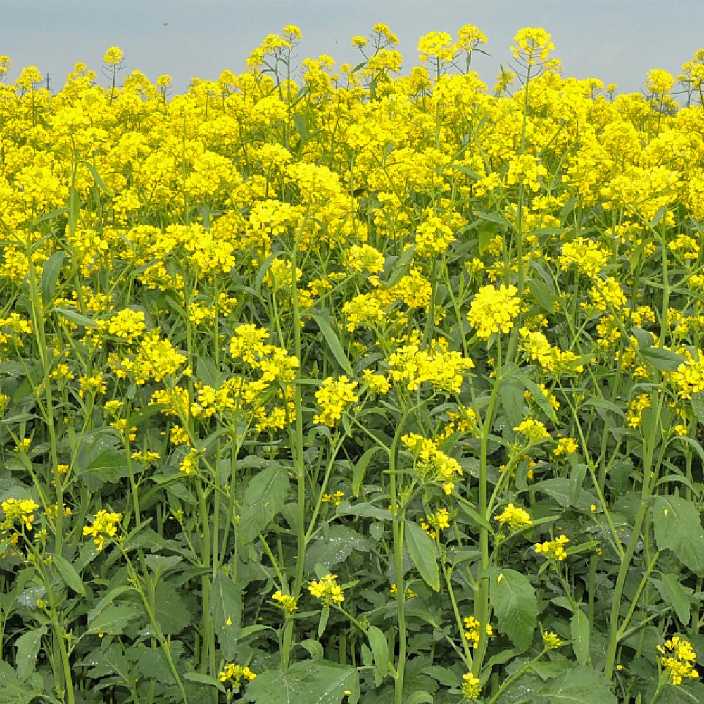 Сидерат Семена Горчицы Эль-Эрба 3 кг