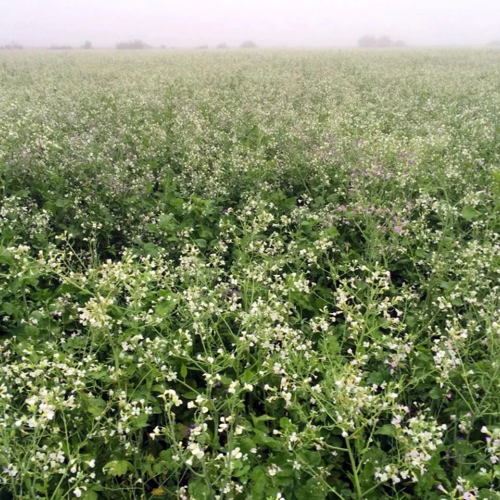 Сидерат Редька масличная Эль-Эрба 3 кг