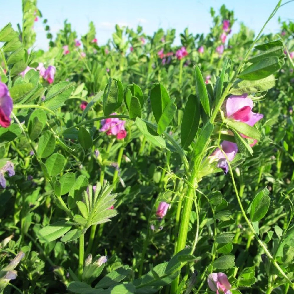 Вика яровая 0,5 кг САДОВИТА