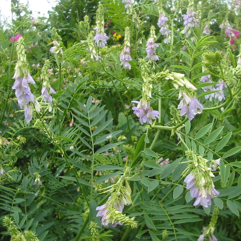 Козлятник 0,5 кг САДОВИТА