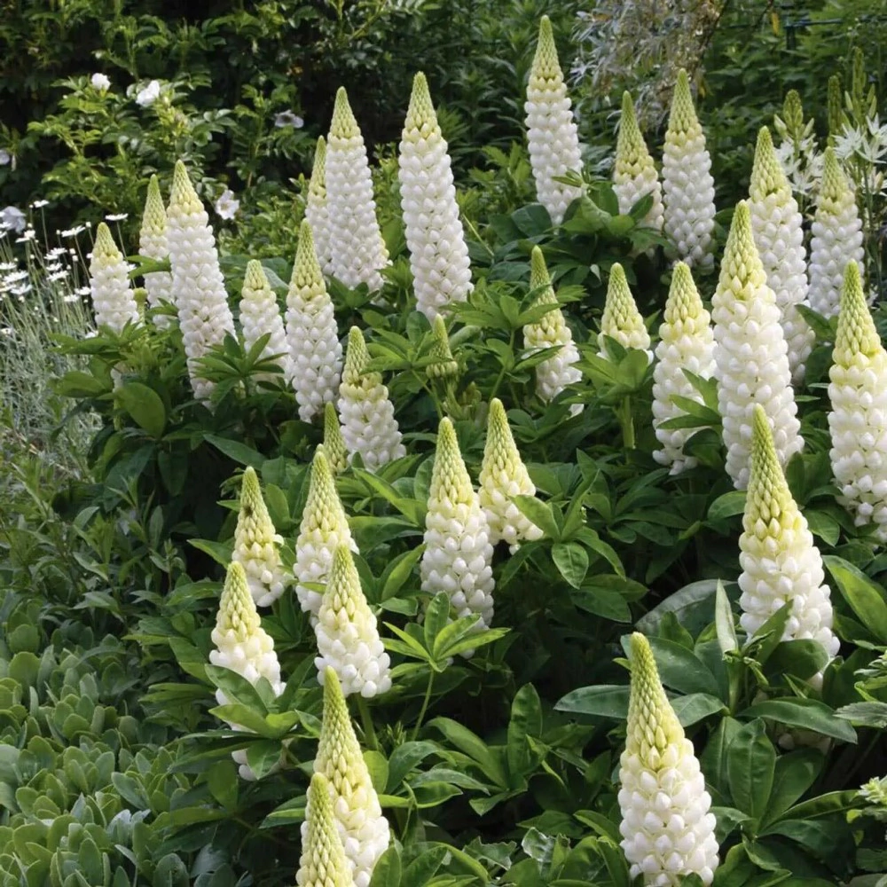 Люпин белый 1 кг САДОВИТА