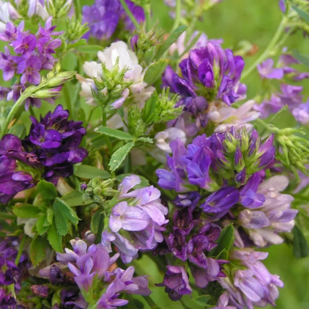 Люцерна 0,5 кг САДОВИТА