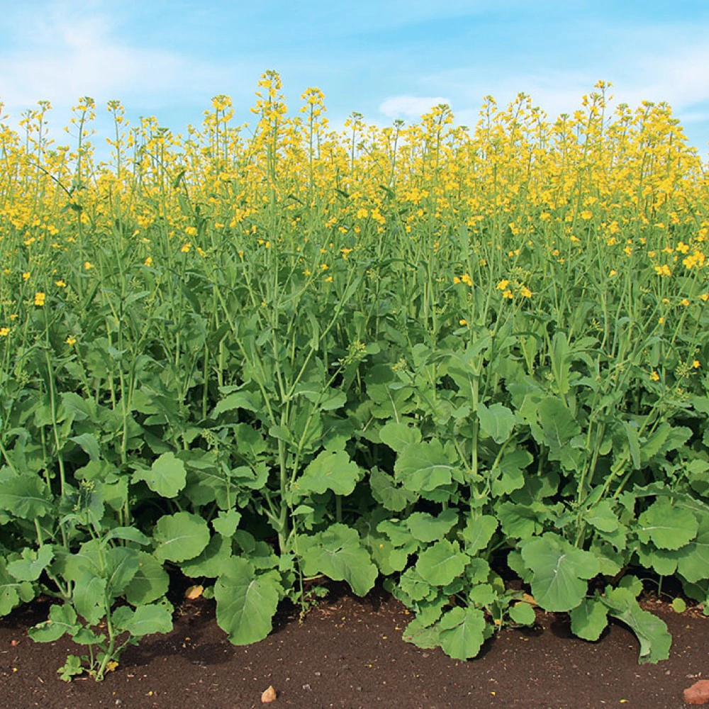 Рапс 0,5 кг САДОВИТА