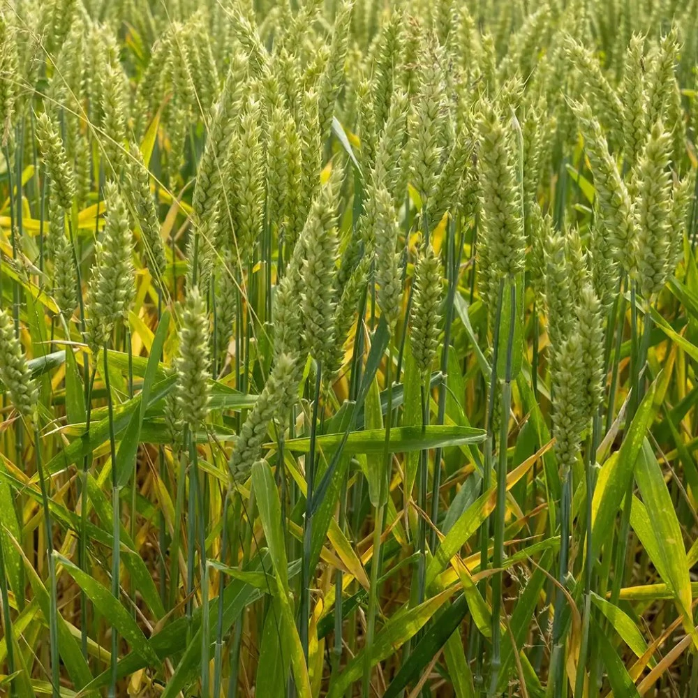 Рожь 1 кг САДОВИТА