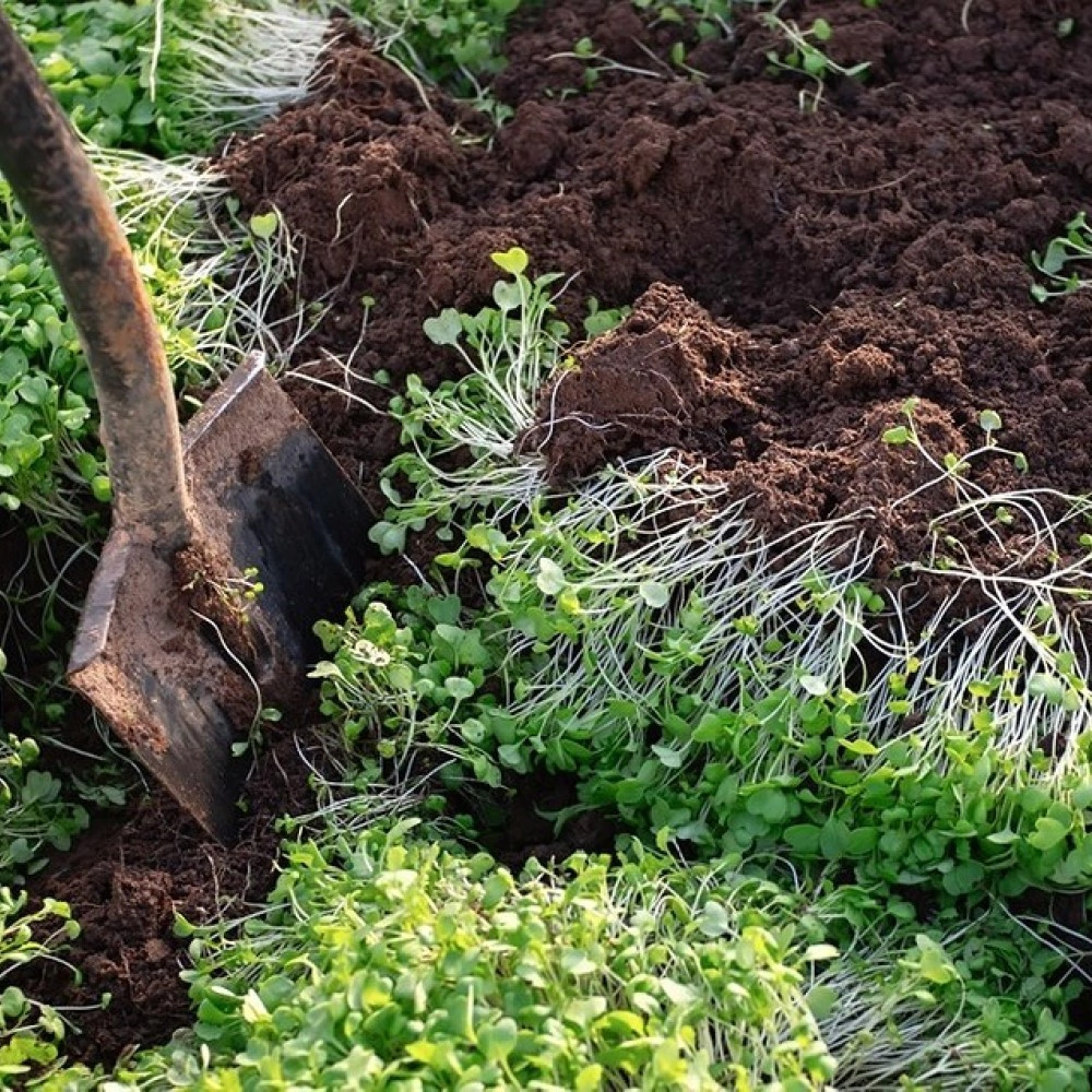 Смесь сидератов для огурца 0,5 кг САДОВИТА