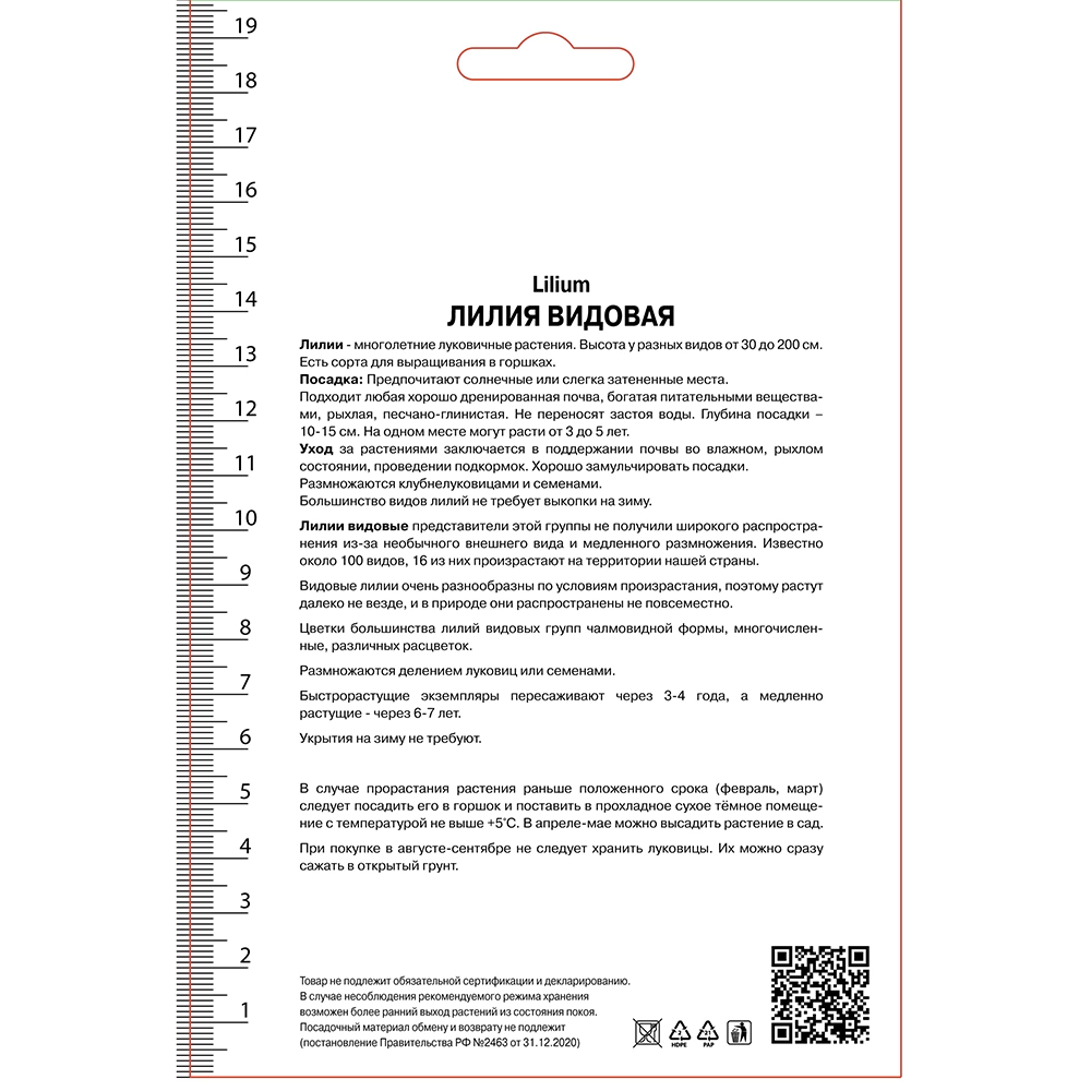 Лилия видовая Прекрасная Рубрум 3 шт