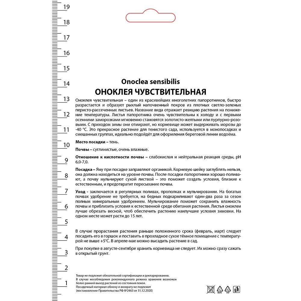 Папоротник Оноклея чувствительная 1 шт