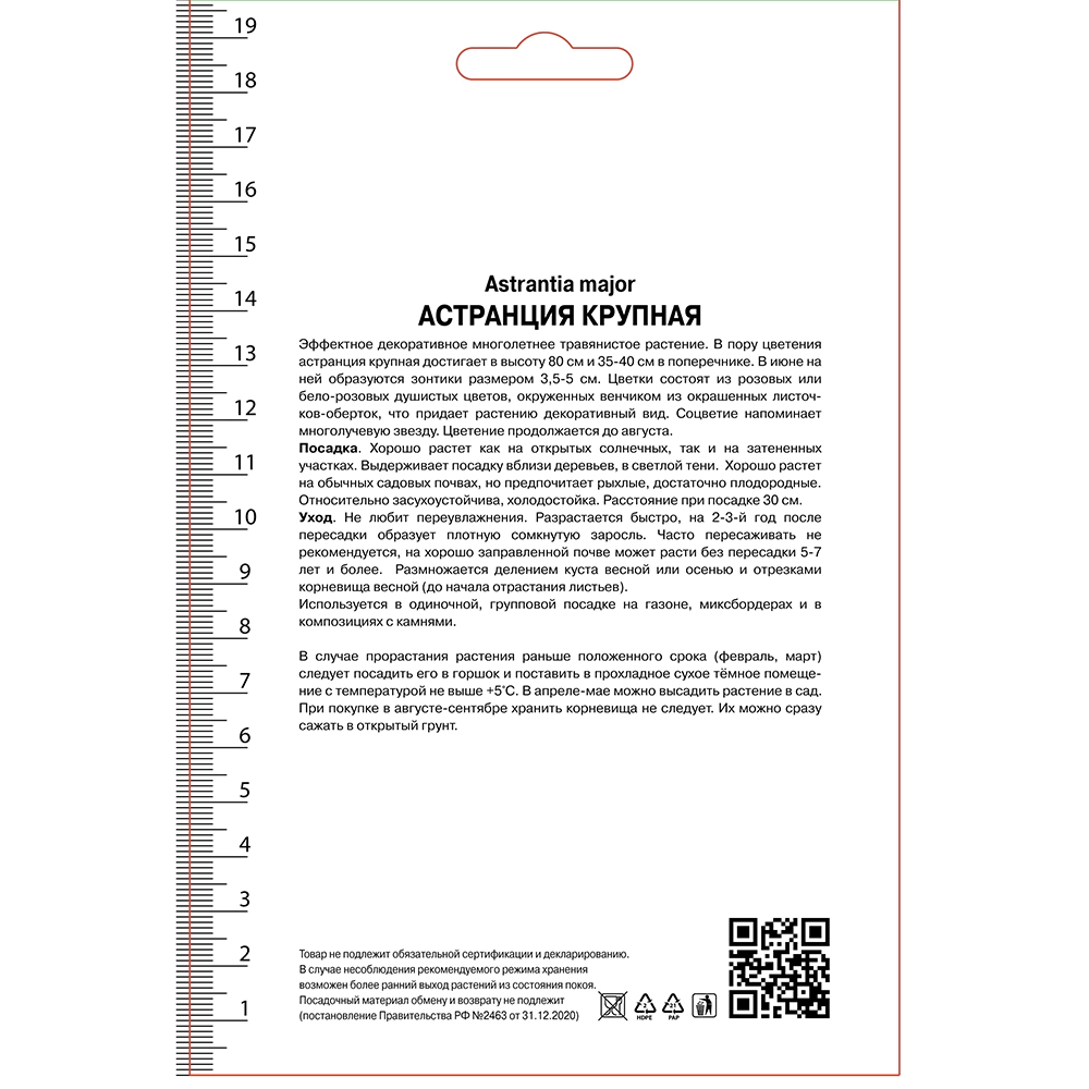 Астранция крупная 1 шт