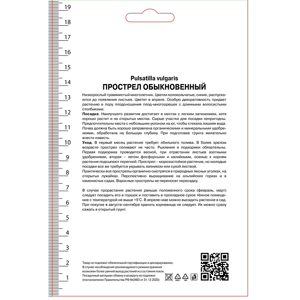 Прострел обыкновенный Альба 1 шт