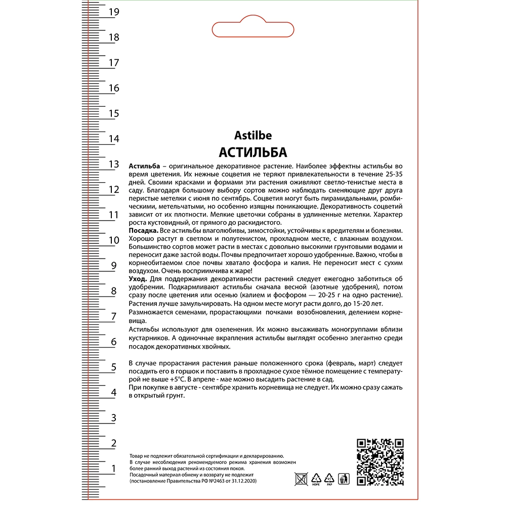 Астильба китайская Блэк энд Блу 1 шт
