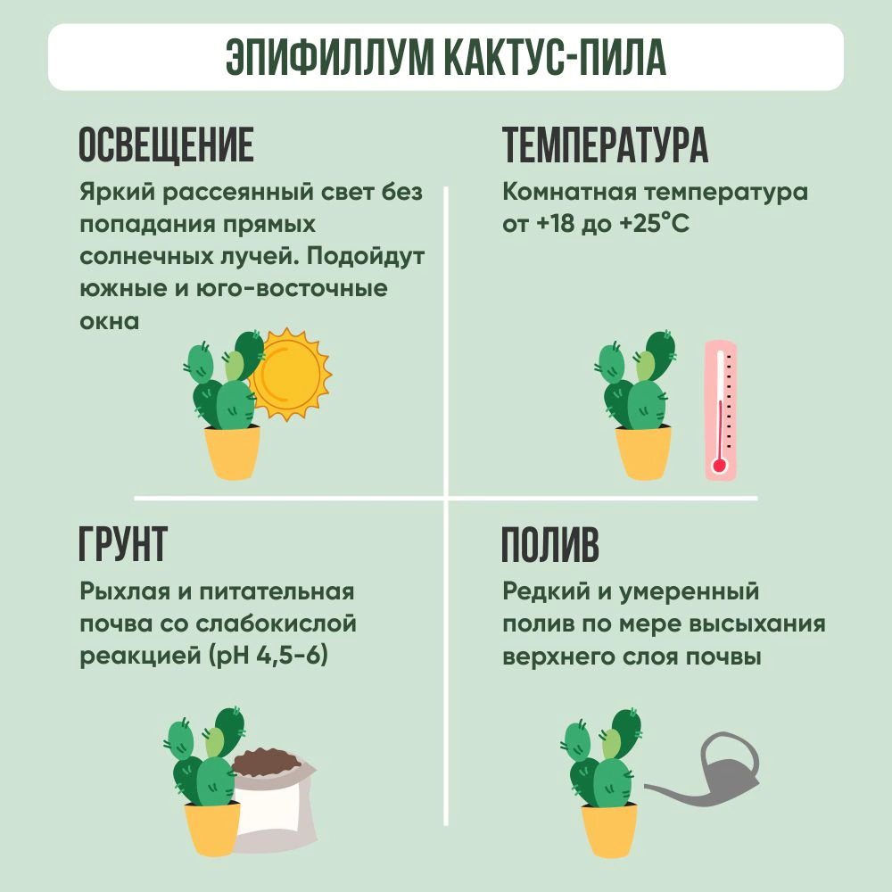 Эпифиллум Кактус-пила d15 см