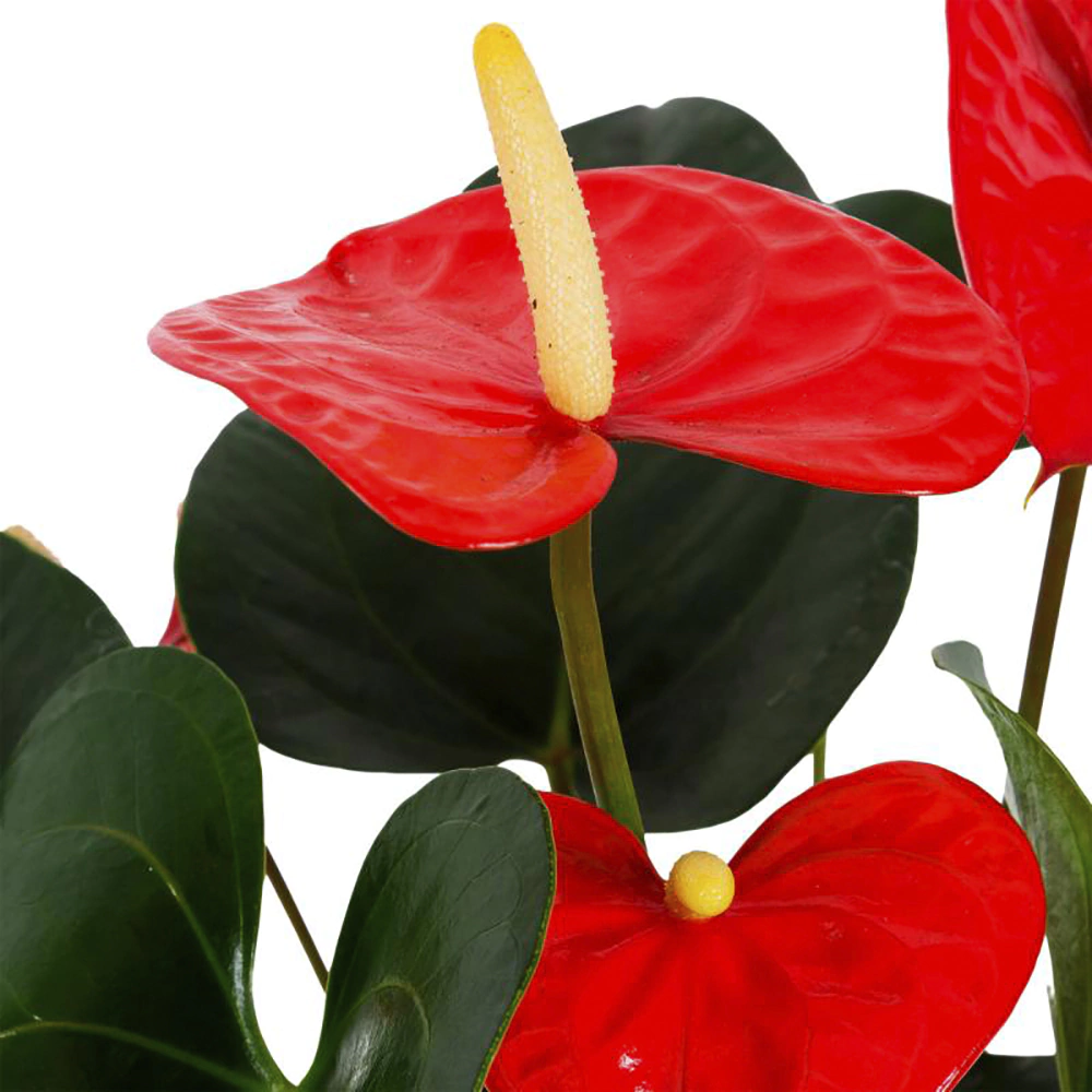 Антуриум Андрианум d14 см