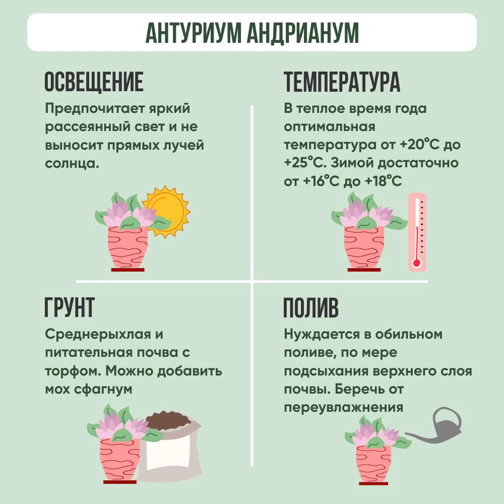 Антуриум Андрианум d14 см