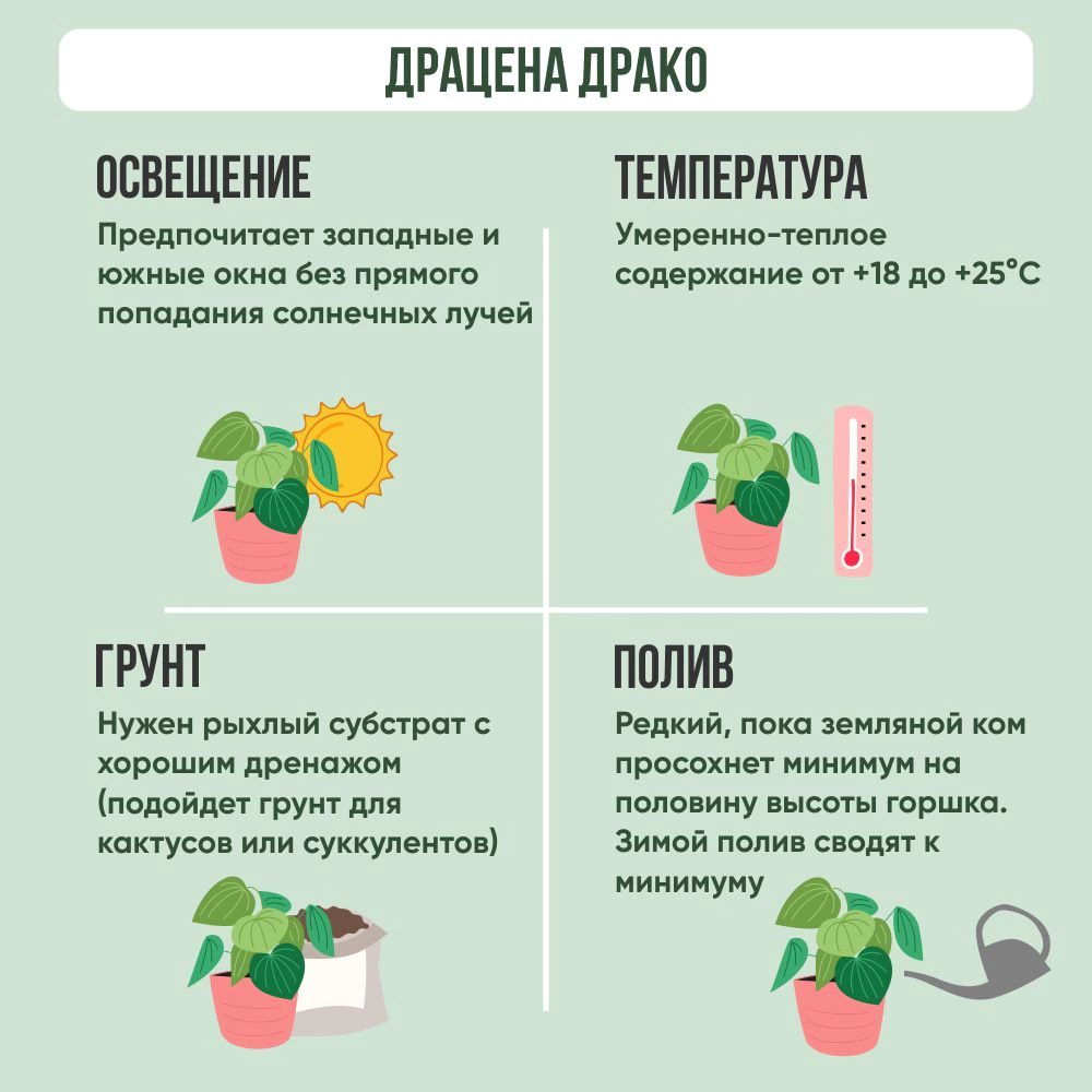 Драцена Драко d30 см h 90 см (К)