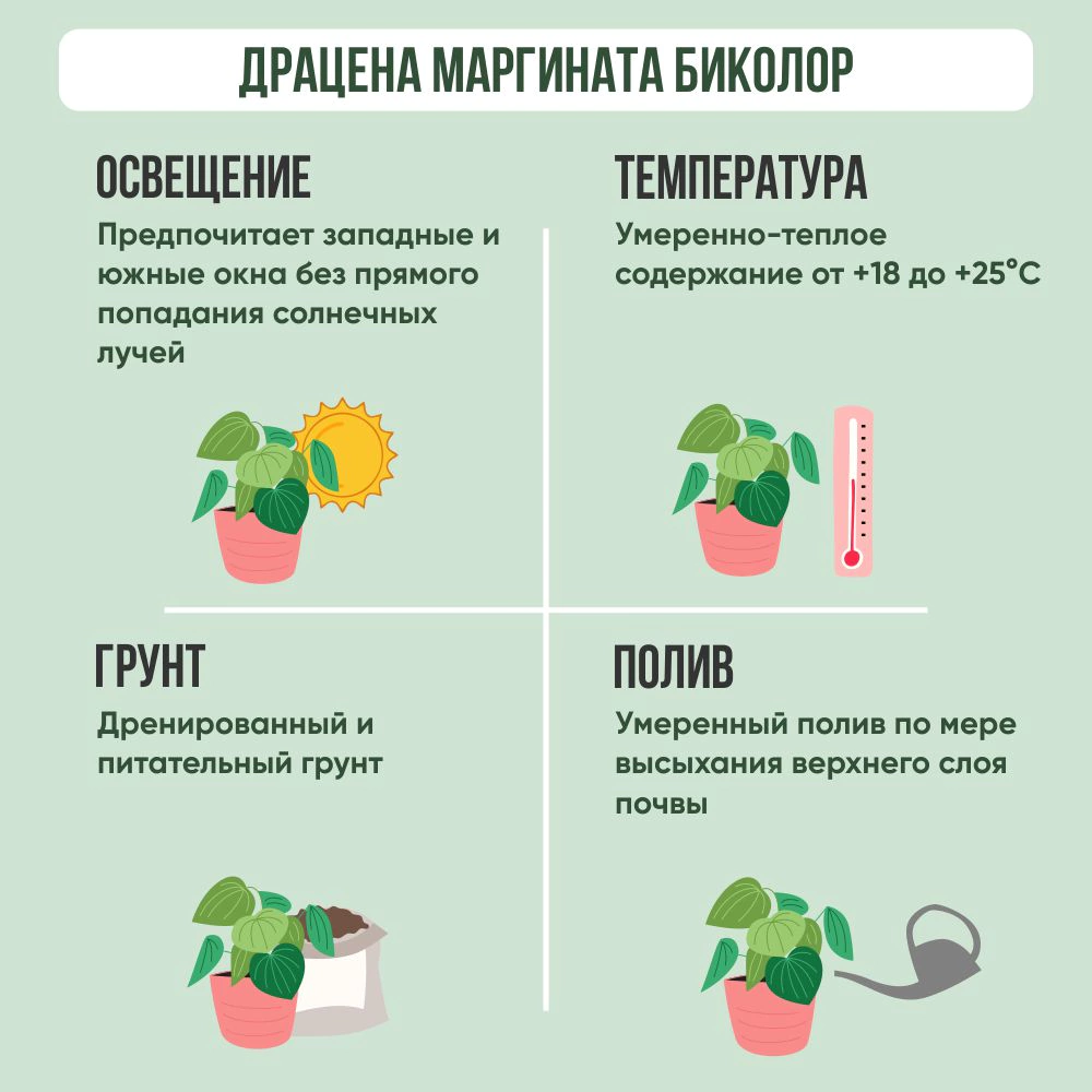 Драцена Маргината Биколор d8 см