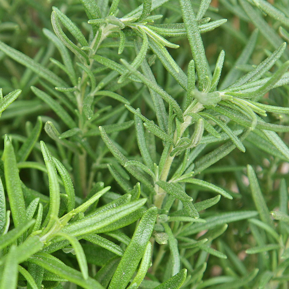 Розмарин (14х30)