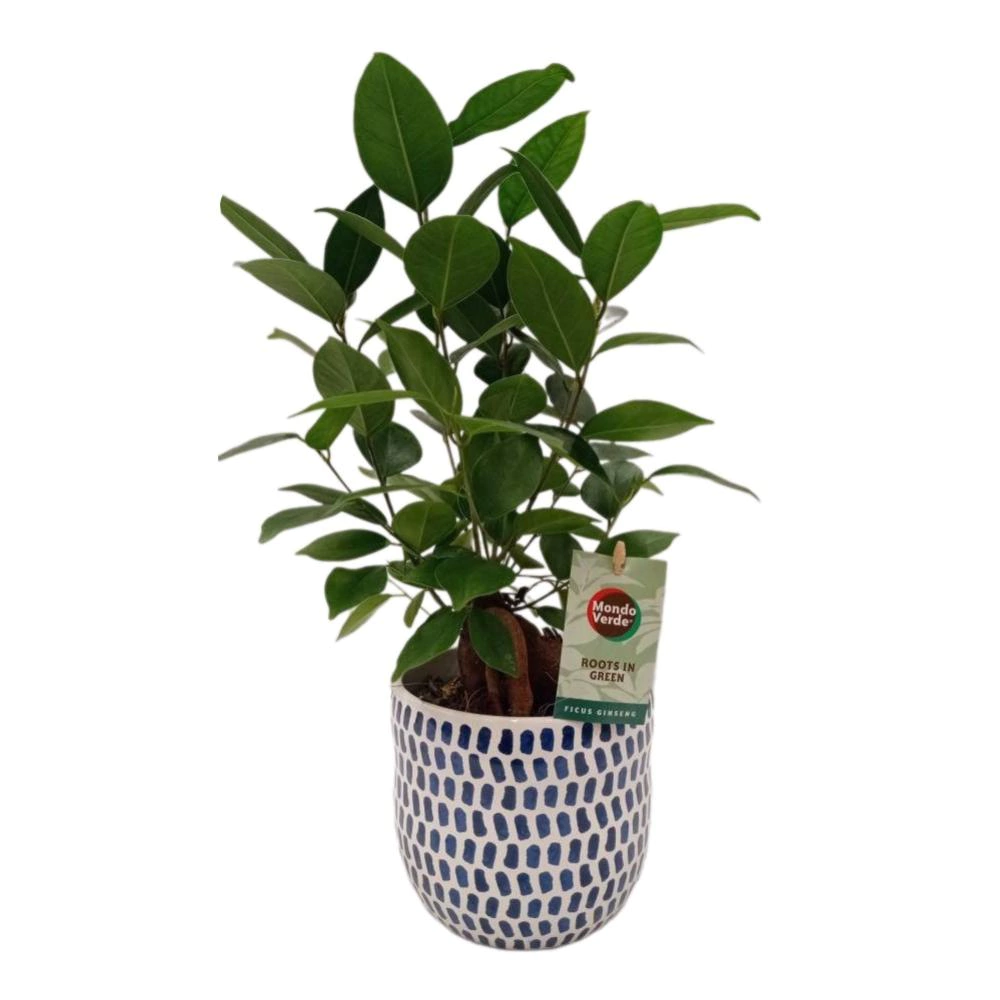 Фикус микрокарпа Ретуза ин дельфт блю керамик d13 см