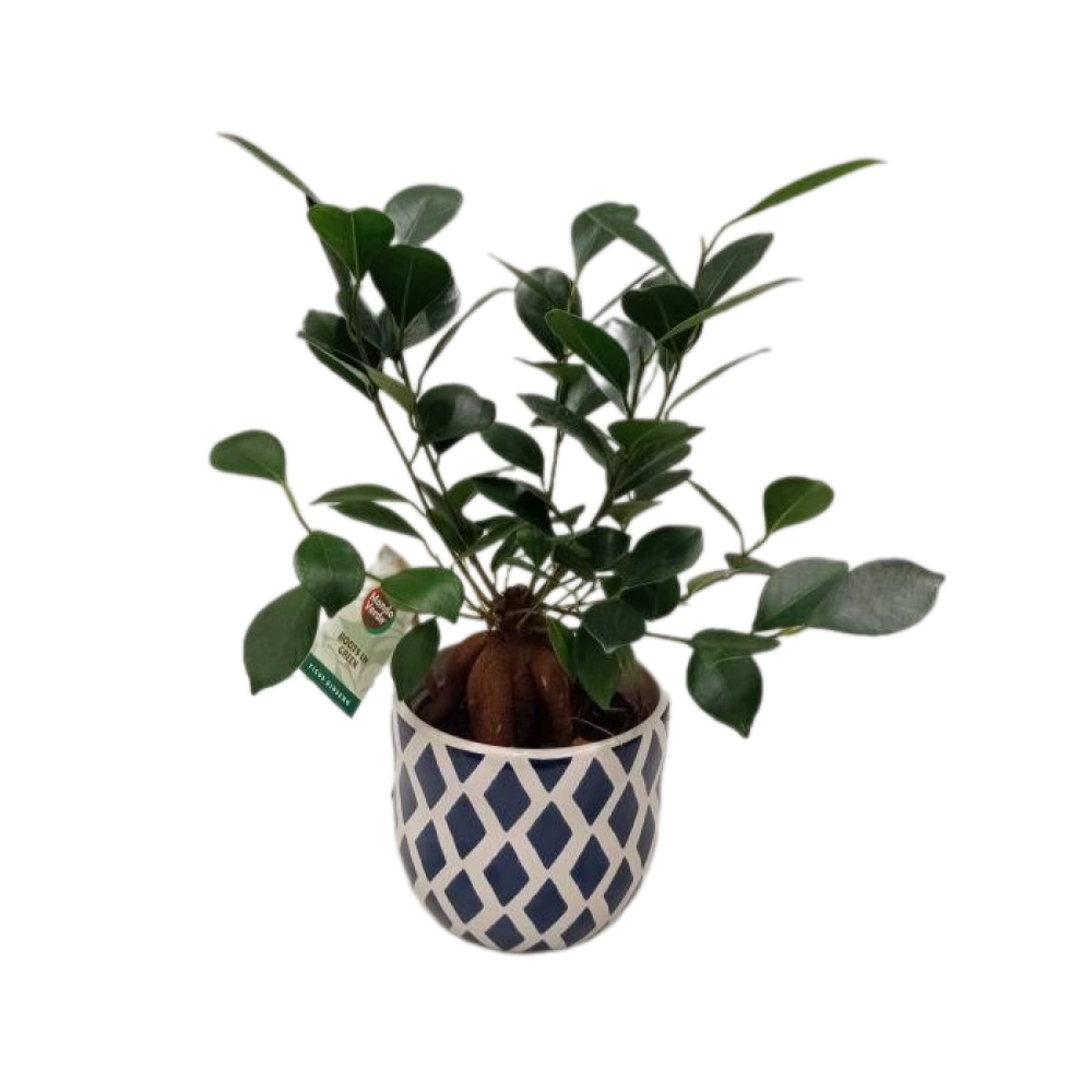 Фикус микрокарпа Ретуза ин дельфт блю керамик d13 см