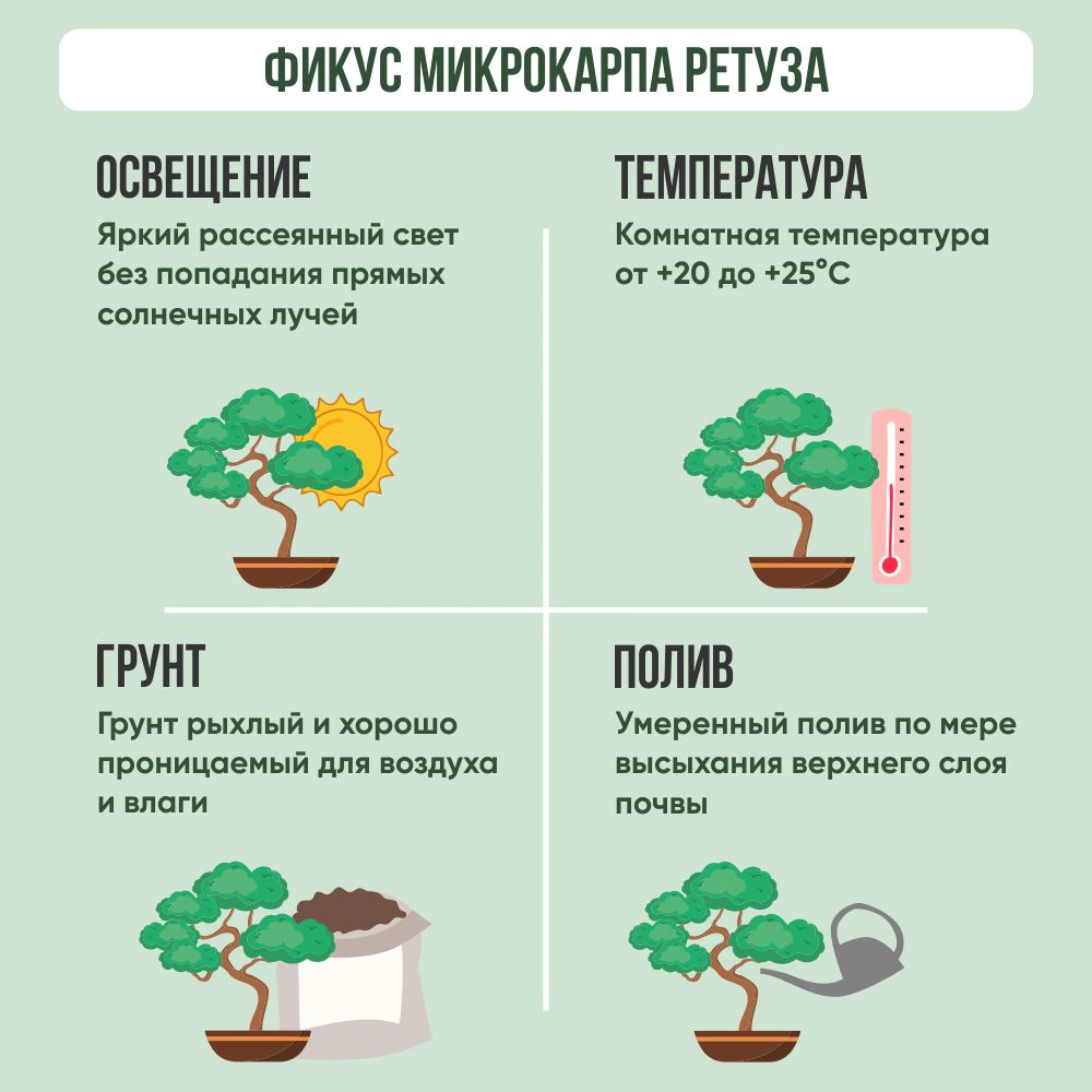 Фикус микрокарпа Ретуза ин дельфт блю керамик d13 см