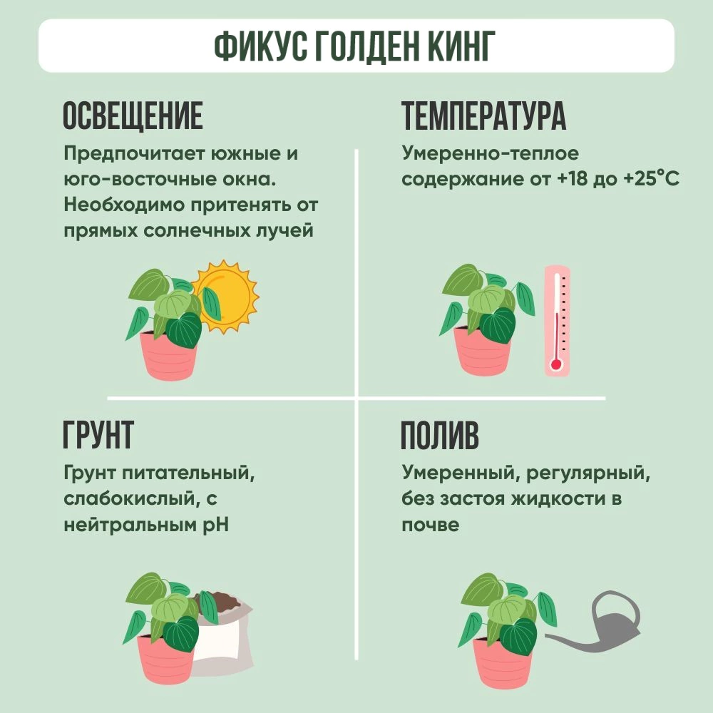 Фикус Грин Кинки d12 см h27 см