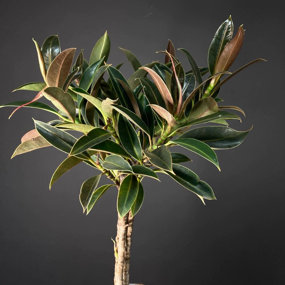 Фикус Найроби d17 см h60 см