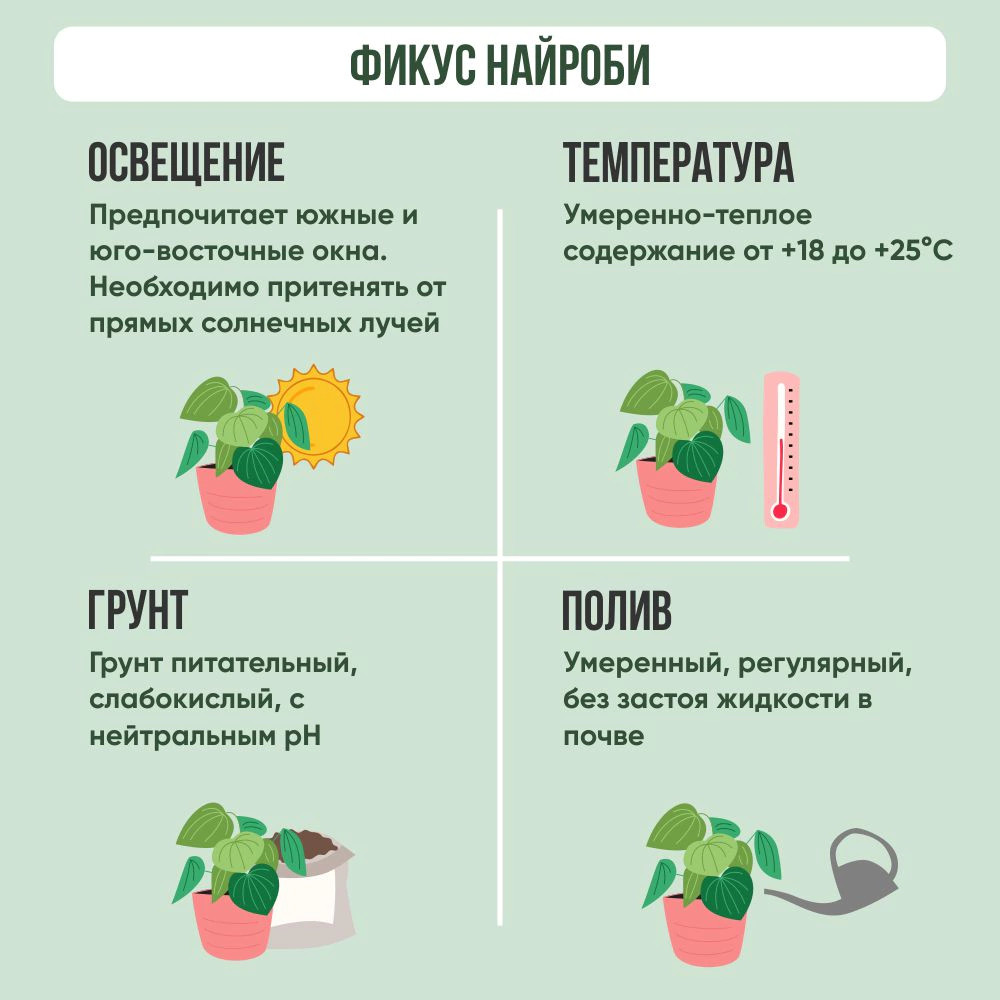 Фикус Найроби d17 см h60 см