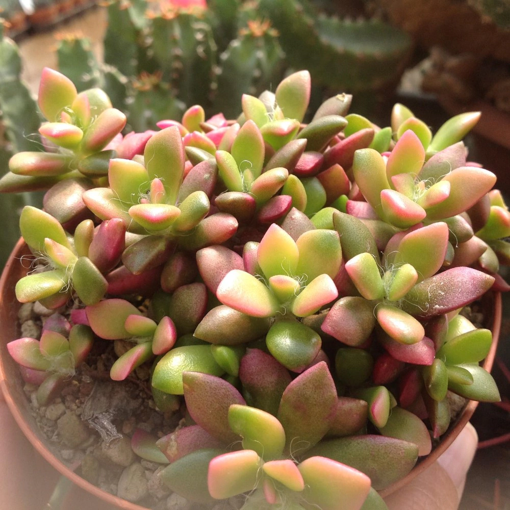 Суккулент Анакампсерос d8,5 см