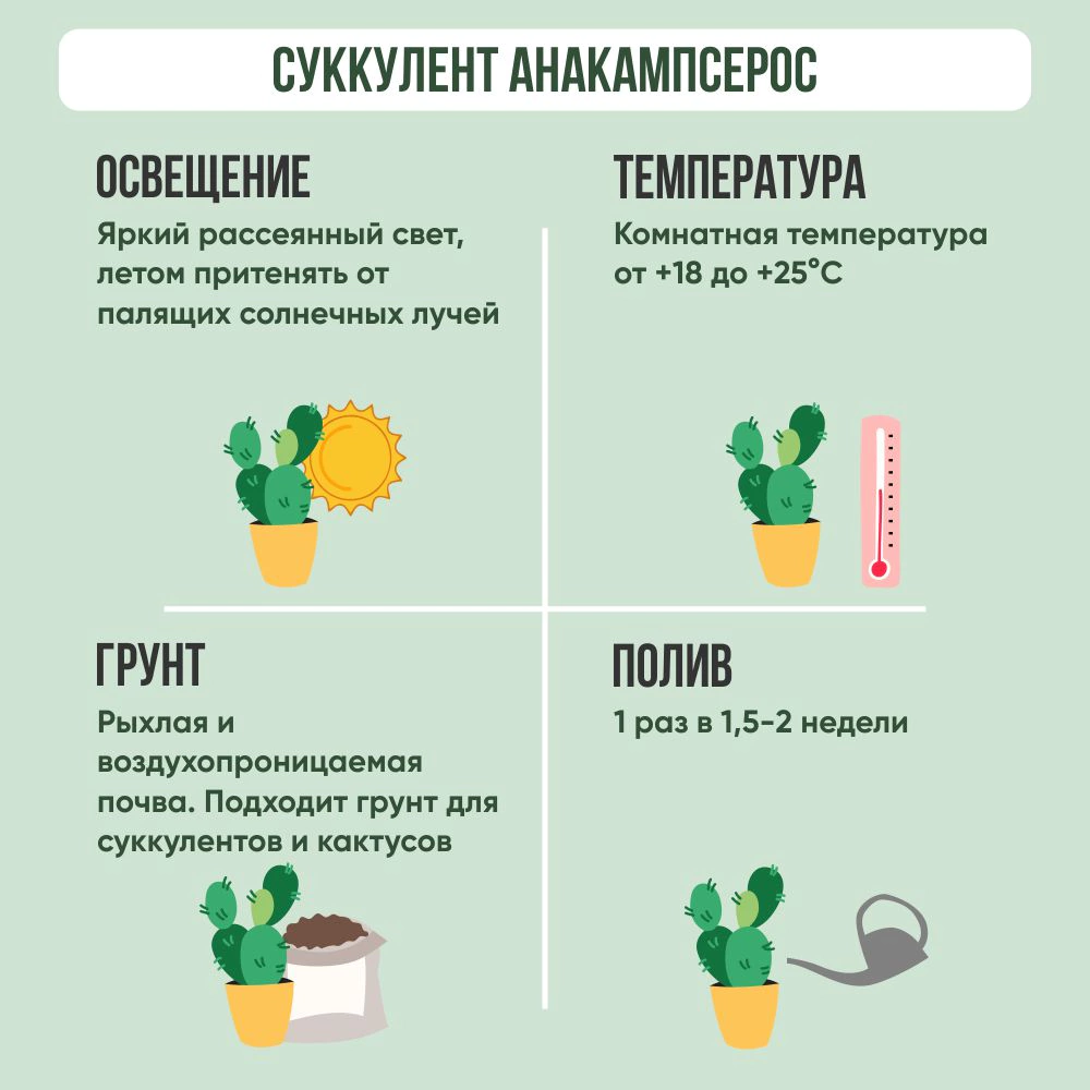 Суккулент Анакампсерос d8,5 см