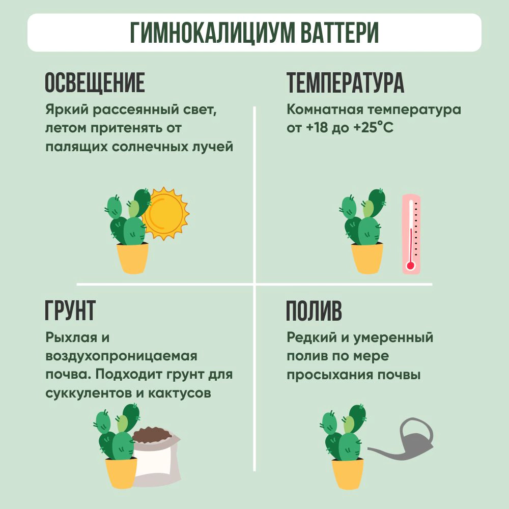 Гимнокалициум Ваттери d7 см