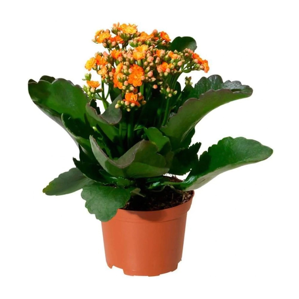 Каланхоэ Дабл Бриджит d10 см h25 см