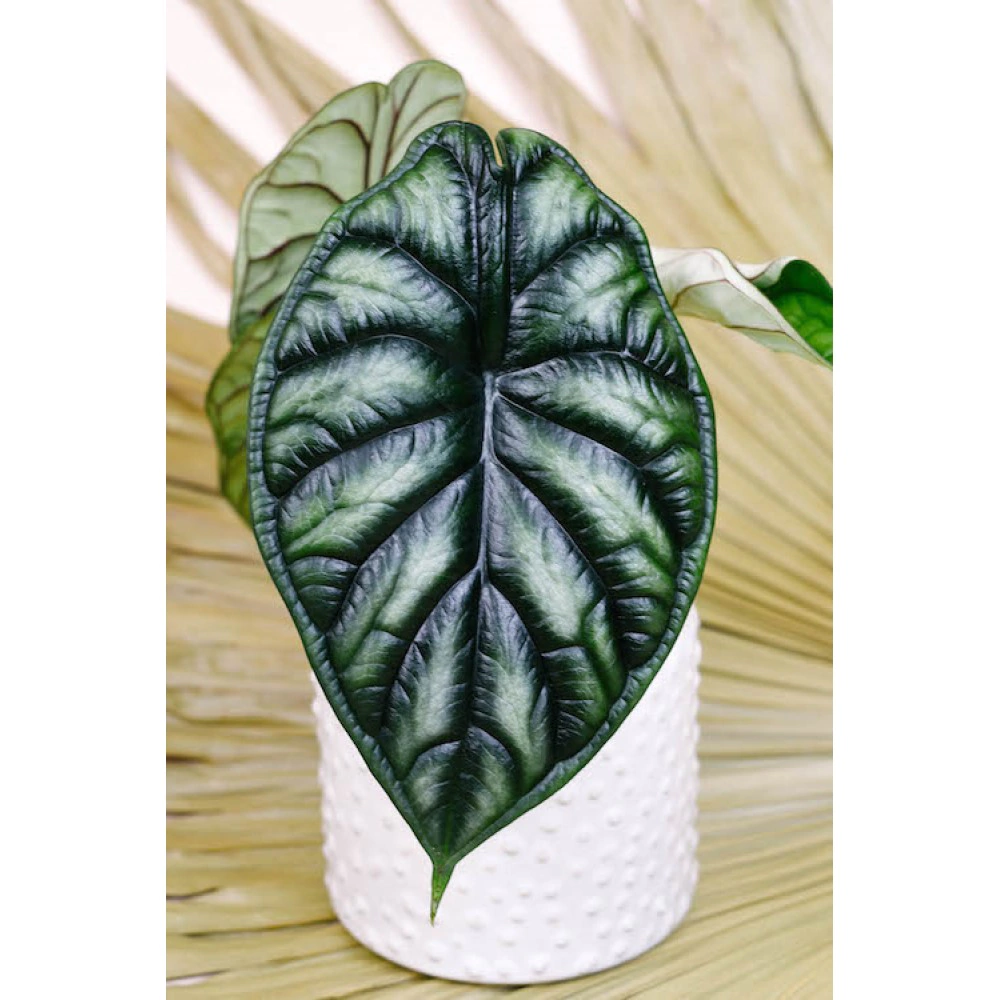 Алоказия Драгон Скейл d10 см