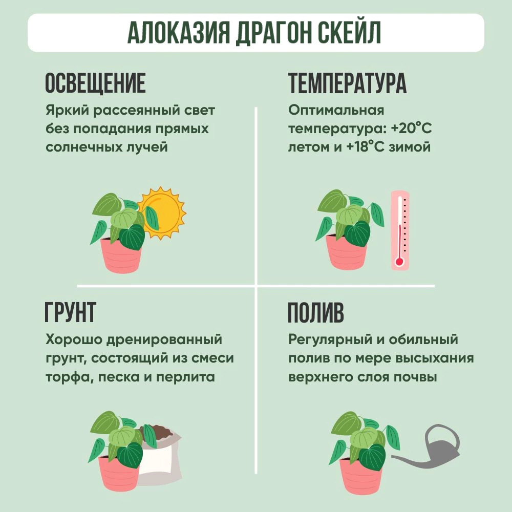 Алоказия Драгон Скейл d10 см