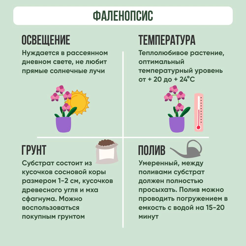 Фаленопсис 1 стрела d12 см h60 см