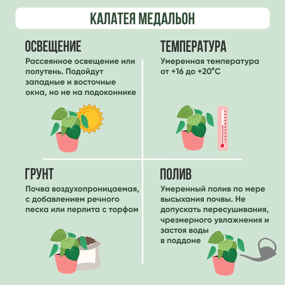 Калатея Medalion d12 см h50 см