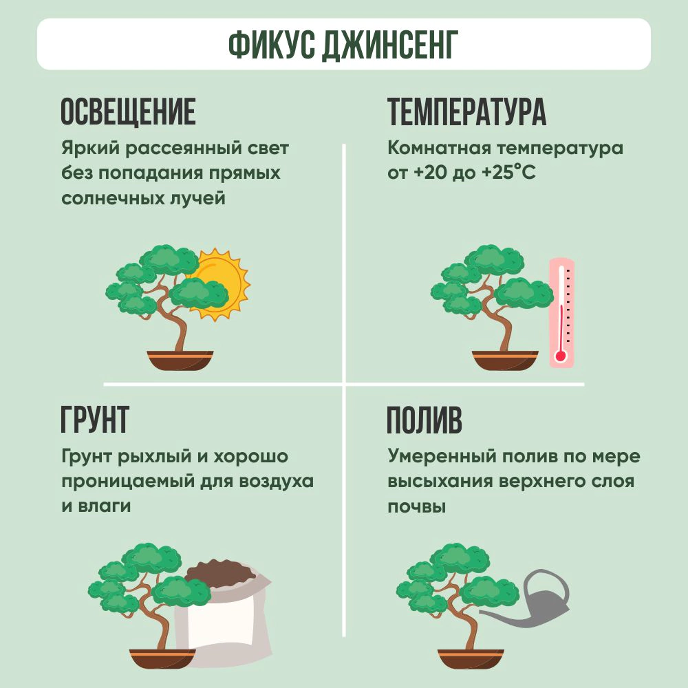 Фикус Джинсенг d9 см h20 см