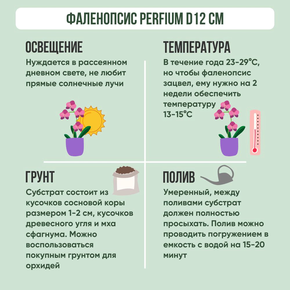 Фаленопсис мульти Perfium d12 см