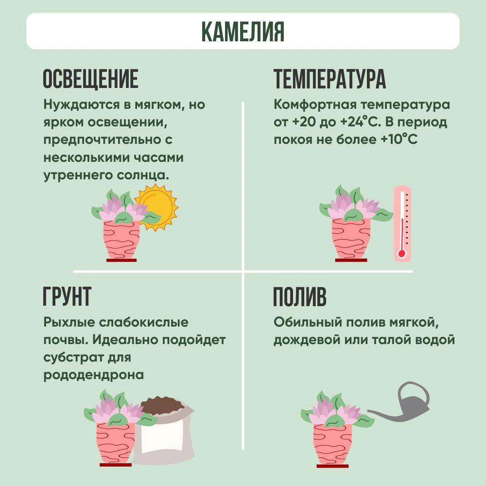 Камелия d15 см