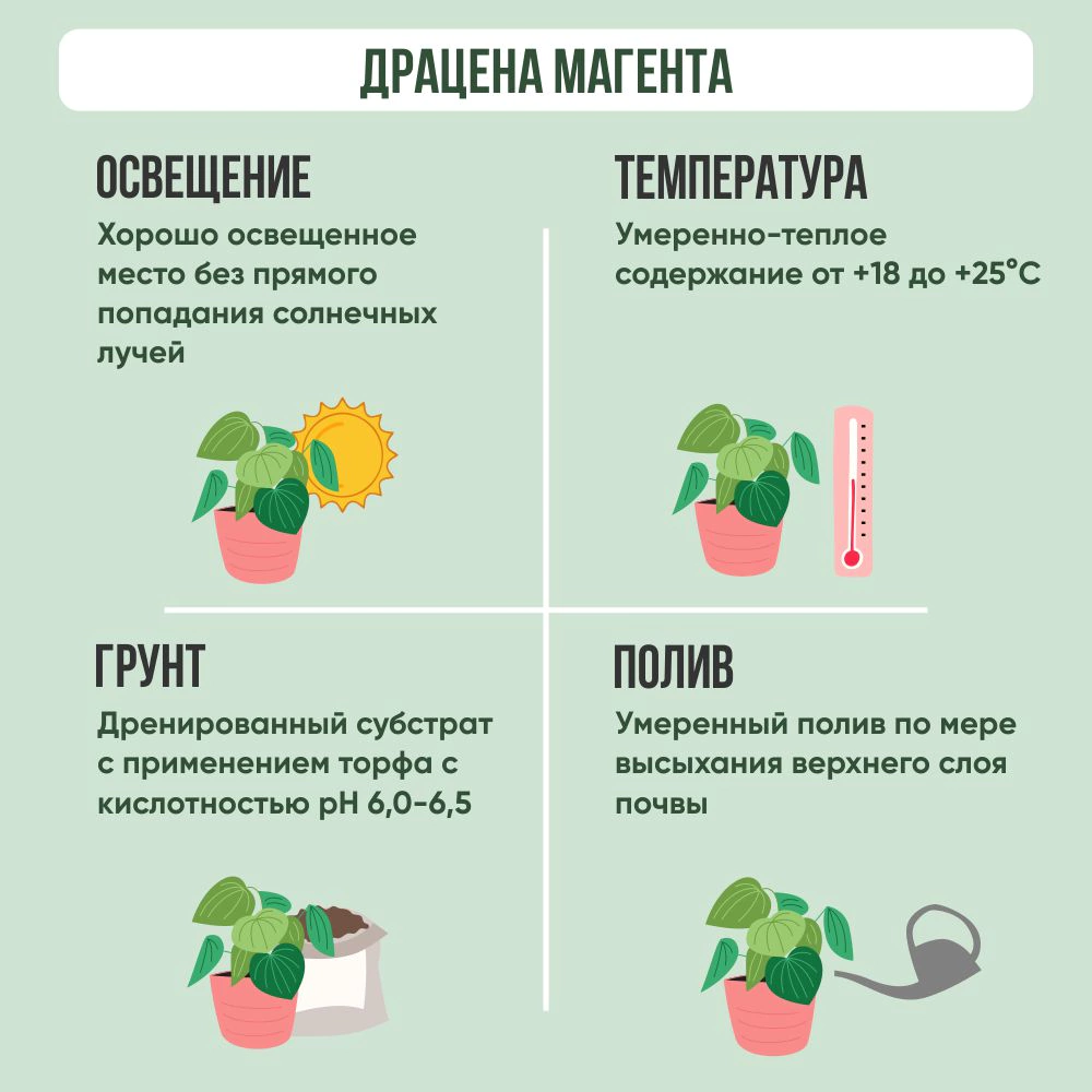 Драцена Магента d17 см h55 см