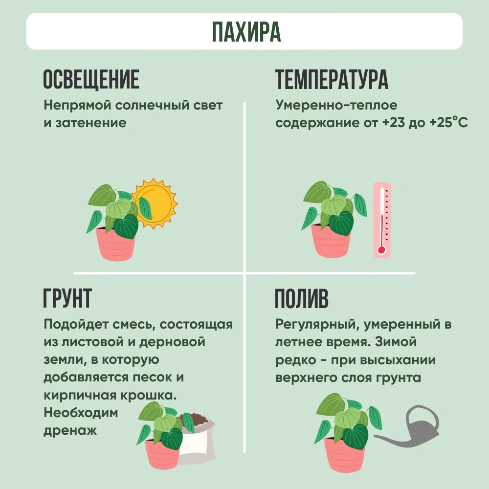 Пахира d30 h200 см
