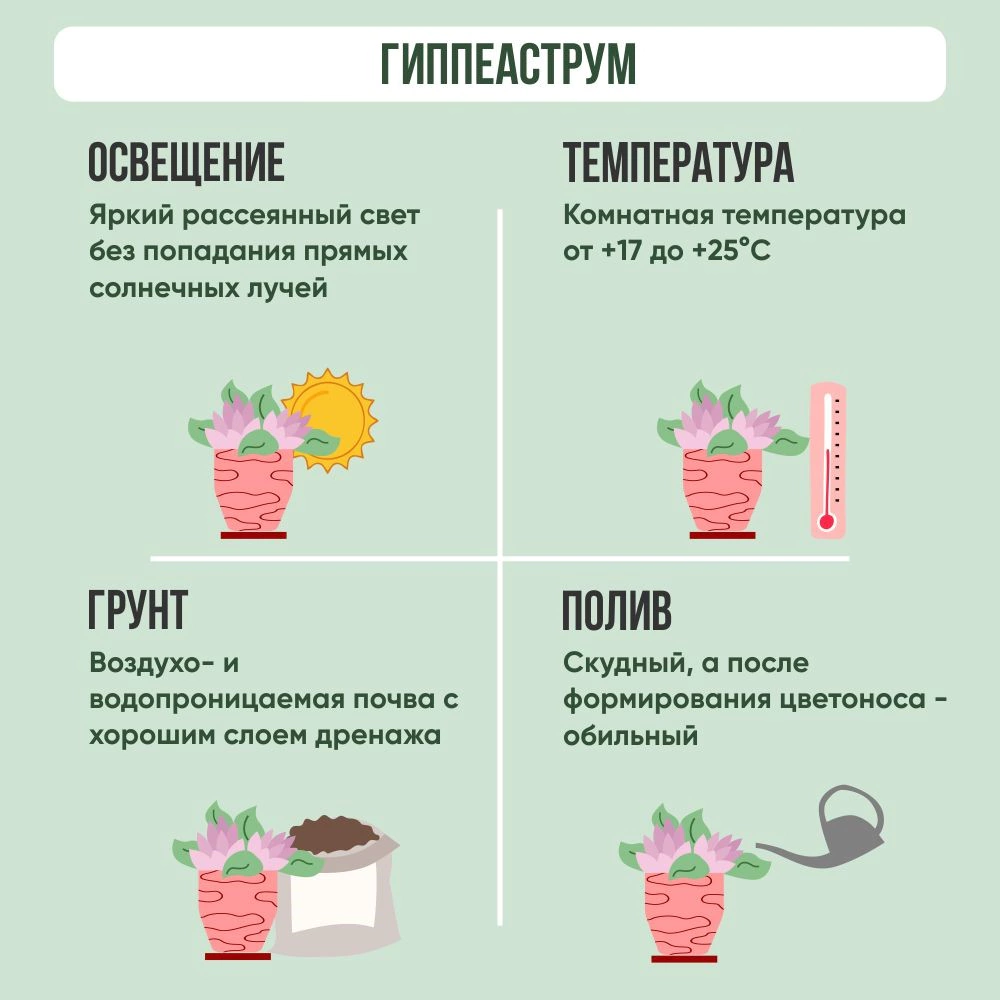 Гиппеаструм d12 см