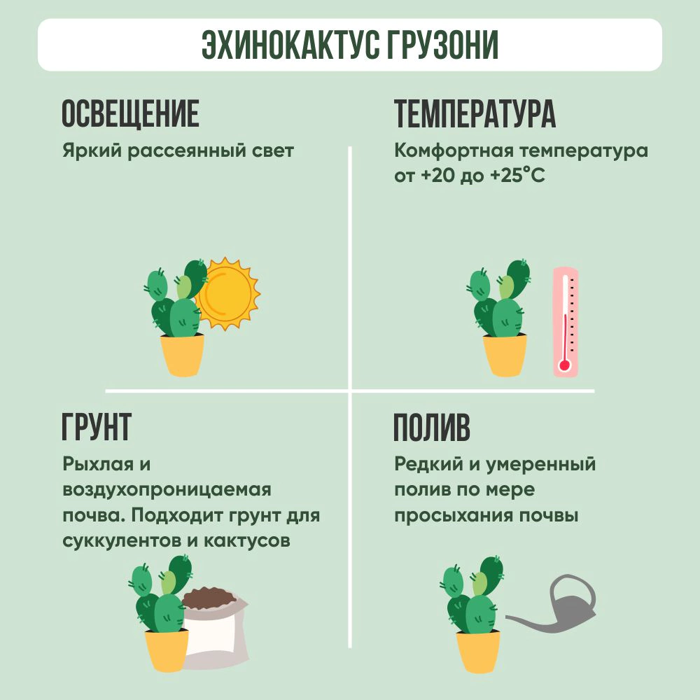 Эхинокактус Грузони d5 см h10 см