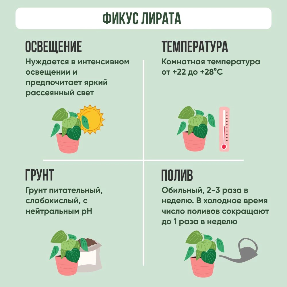 Фикус Лирата 21х100 см