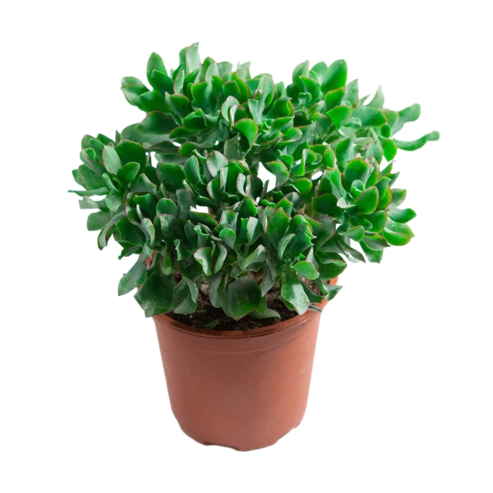 Крассула микс d17 см h30 см