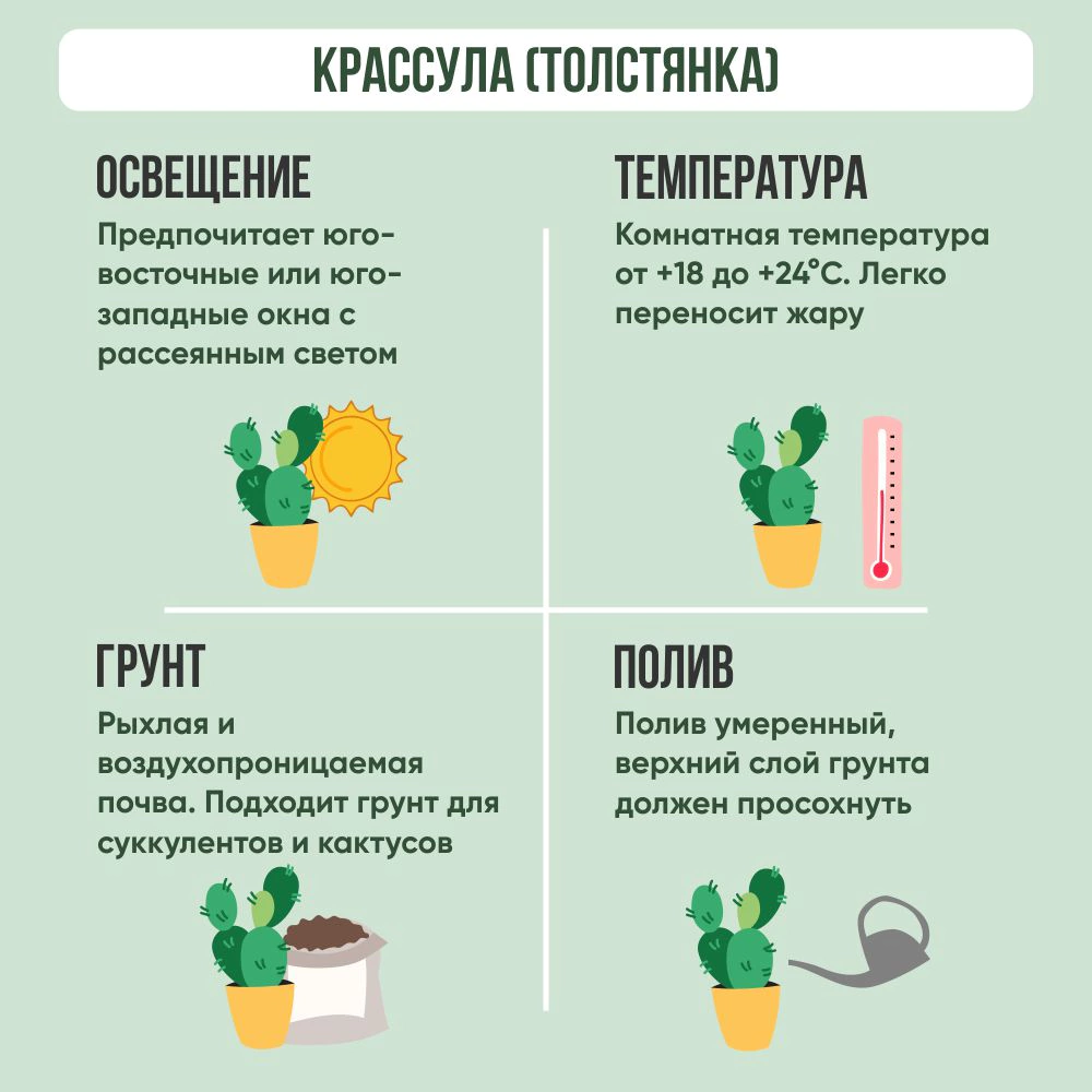 Крассула микс d17 см h30 см