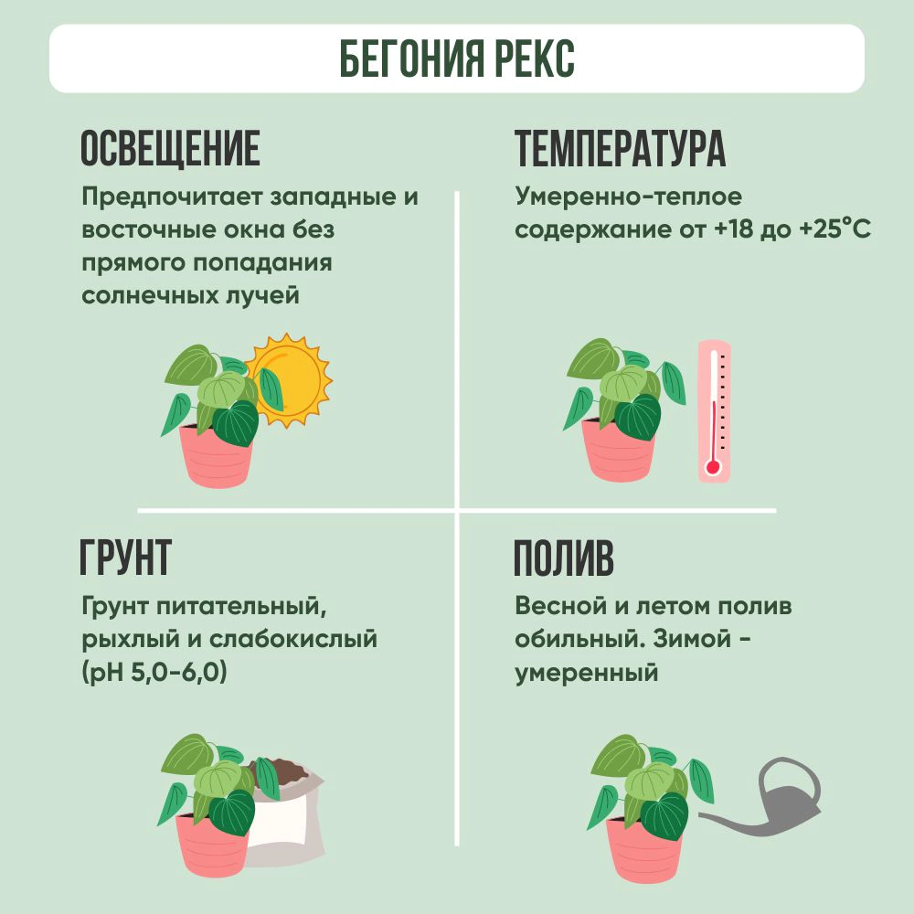 Бегония Рекс смесь d12 см