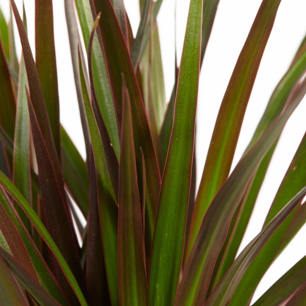 Драцена Маргината Магента d24 h120 см