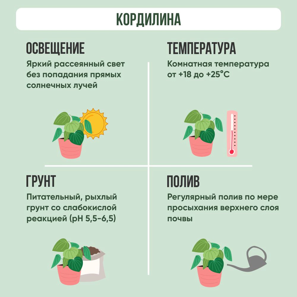 Кордилина d17/19 см h60 см